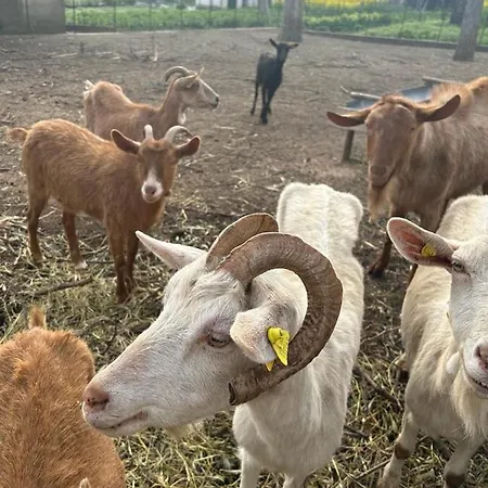 Luna D'agerola Alojamento de Turismo Rural *
