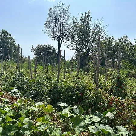 Luna D'agerola アジェーロラ